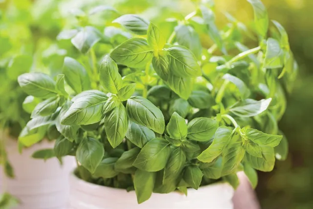 Natural herbs